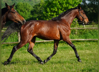 German Riding Horse, Gelding, 4 years, 16,1 hh, Brown