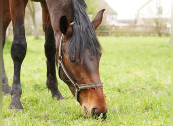 German Riding Horse, Gelding, 4 years, 16,1 hh, Brown