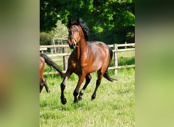 German Riding Horse, Gelding, 4 years, 16,1 hh, Brown