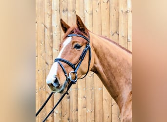 German Riding Horse, Gelding, 4 years, 16.1 hh, Chestnut-Red