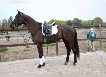 German Riding Horse, Gelding, 4 years, 16.2 hh, Black