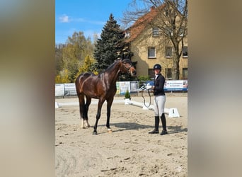 German Riding Horse, Gelding, 4 years, 16.2 hh, Brown