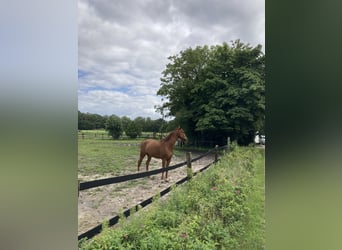 German Riding Horse, Gelding, 4 years, 16.2 hh, Chestnut-Red