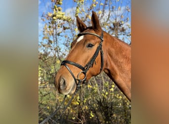 German Riding Horse, Gelding, 4 years, 16.2 hh, Chestnut-Red