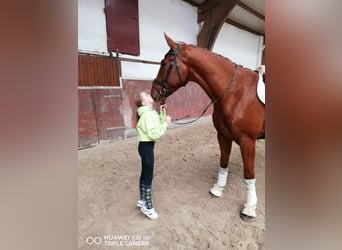 German Riding Horse, Gelding, 4 years, 16,2 hh, Chestnut-Red