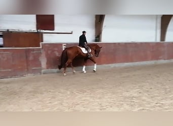 German Riding Horse, Gelding, 4 years, 16,2 hh, Chestnut-Red