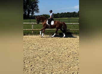 German Riding Horse, Gelding, 4 years, 16.3 hh, Chestnut-Red