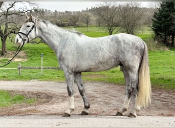 German Riding Horse, Gelding, 4 years, 16.3 hh, Gray