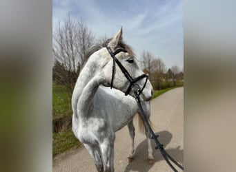 German Riding Horse, Gelding, 4 years, 16.3 hh, Gray