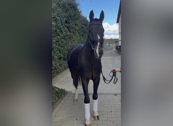 German Riding Horse, Gelding, 4 years, 16 hh, Bay-Dark