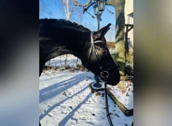 German Riding Horse, Gelding, 4 years, 16 hh, Black