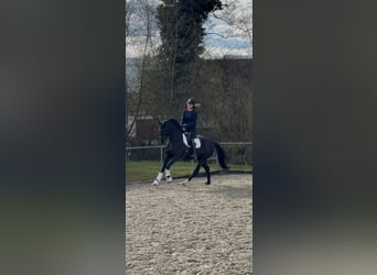 German Riding Horse, Gelding, 4 years, 16 hh, Black