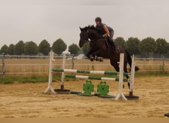 German Riding Horse, Gelding, 4 years, 16 hh, Smoky-Black