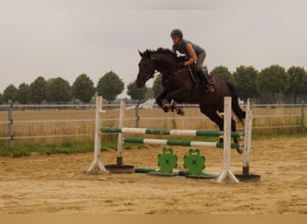 German Riding Horse, Gelding, 4 years, 16 hh, Smoky-Black