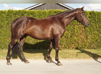 German Riding Horse, Gelding, 4 years, 16 hh, Smoky-Black
