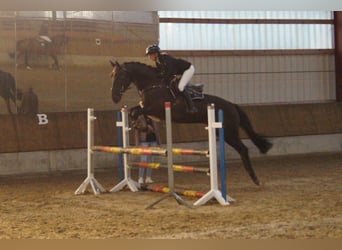 German Riding Horse, Gelding, 4 years, 16 hh, Smoky-Black