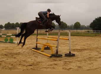 German Riding Horse, Gelding, 4 years, 16 hh, Smoky-Black