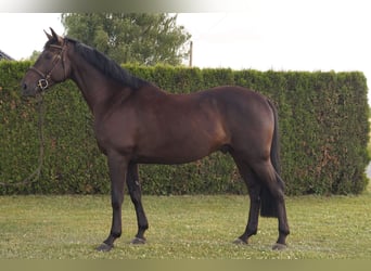 German Riding Horse, Gelding, 4 years, 16 hh, Smoky-Black