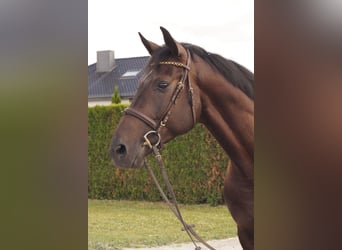 German Riding Horse, Gelding, 4 years, 16 hh, Smoky-Black