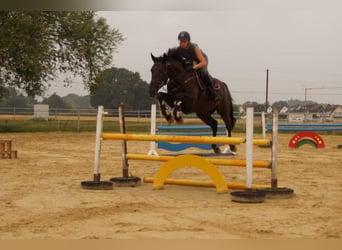 German Riding Horse, Gelding, 4 years, 16 hh, Smoky-Black