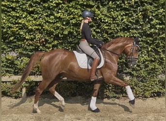 German Riding Horse, Gelding, 4 years, 16,1 hh, Chestnut-Red