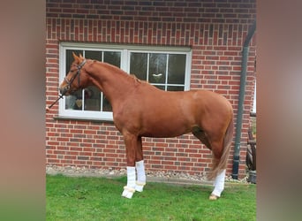 German Riding Horse, Gelding, 4 years, 16,1 hh, Chestnut-Red