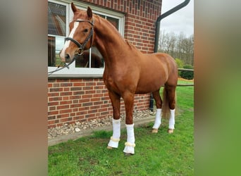 German Riding Horse, Gelding, 4 years, 16,1 hh, Chestnut-Red