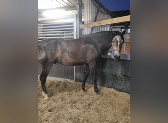 German Riding Horse, Gelding, 4 years, 16,1 hh, Grey-Dark-Tan
