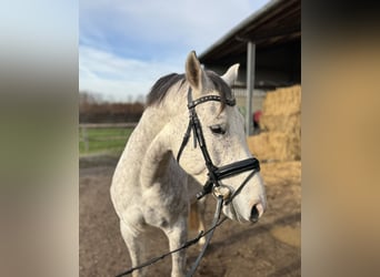 German Riding Horse, Gelding, 4 years, 16,1 hh, Grey