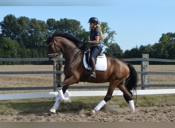 German Riding Horse, Gelding, 4 years, 17 hh, Bay-Dark