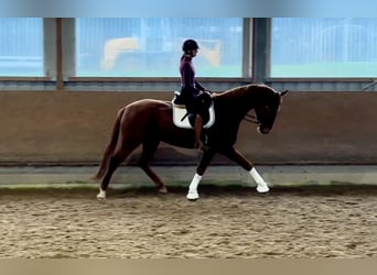 German Riding Horse, Gelding, 4 years, 17 hh, Chestnut-Red