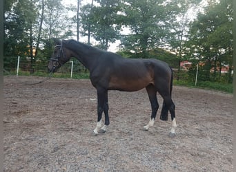 German Riding Horse, Gelding, 4 years, 17 hh, Smoky-Black