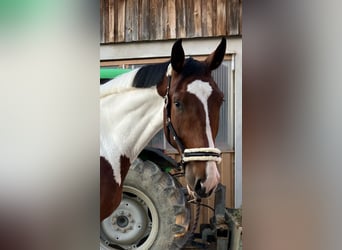 German Riding Horse, Gelding, 4 years, 18 hh, Pinto