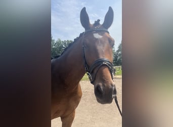 German Riding Horse, Gelding, 4 years, Brown