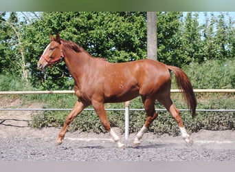 German Riding Horse, Gelding, 4 years, Chestnut-Red