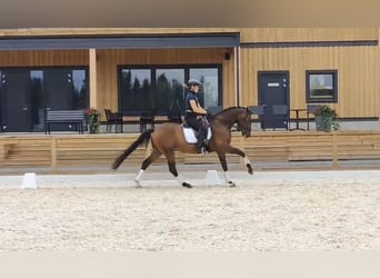 German Riding Horse, Gelding, 5 years, 15,1 hh, Brown