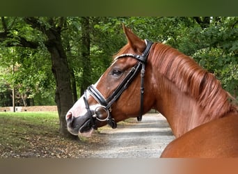 German Riding Horse, Gelding, 5 years, 15.1 hh, Chestnut-Red