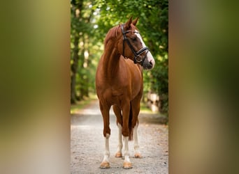 German Riding Horse, Gelding, 5 years, 15.1 hh, Chestnut-Red