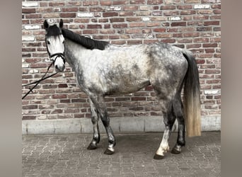 German Riding Horse, Gelding, 5 years, 15.1 hh, Grey-Dapple