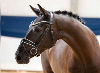 German Riding Horse, Gelding, 5 years, 15.2 hh, Black