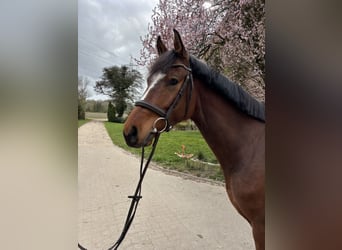 German Riding Horse, Gelding, 5 years, 15.3 hh, Brown