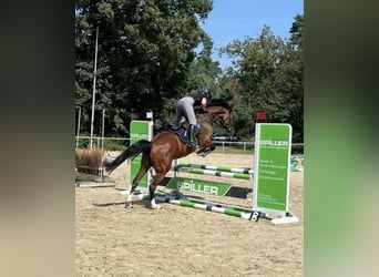 German Riding Horse, Gelding, 5 years, 15.3 hh, Brown