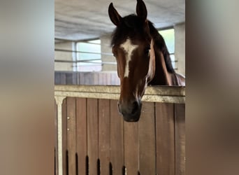 German Riding Horse, Gelding, 5 years, 15.3 hh, Brown