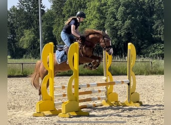 German Riding Horse Mix, Gelding, 5 years, 15 hh, Chestnut-Red