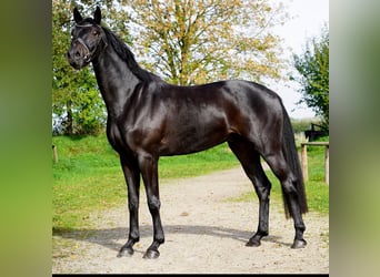 German Riding Horse, Gelding, 5 years, 16,1 hh, Bay-Dark