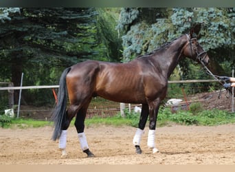 German Riding Horse, Gelding, 5 years, 16.1 hh, Brown