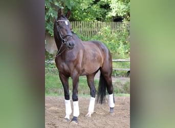German Riding Horse, Gelding, 5 years, 16.1 hh, Brown