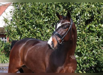 German Riding Horse, Gelding, 5 years, 16.1 hh, Brown