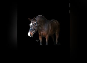 German Riding Horse, Gelding, 5 years, 16.1 hh, Brown