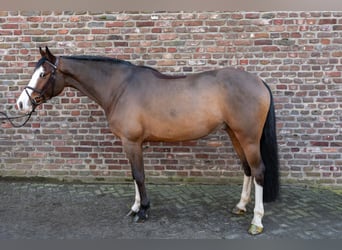 German Riding Horse, Gelding, 5 years, 16.1 hh, Brown